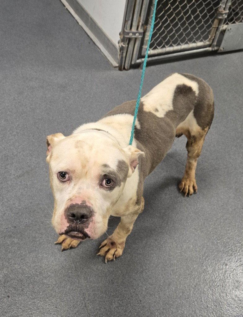 Enlarge DI 91 Muddy Patch HHS RRP, a Adoptable Pit Bull Terrier in Glen Allen, VA image 1/1