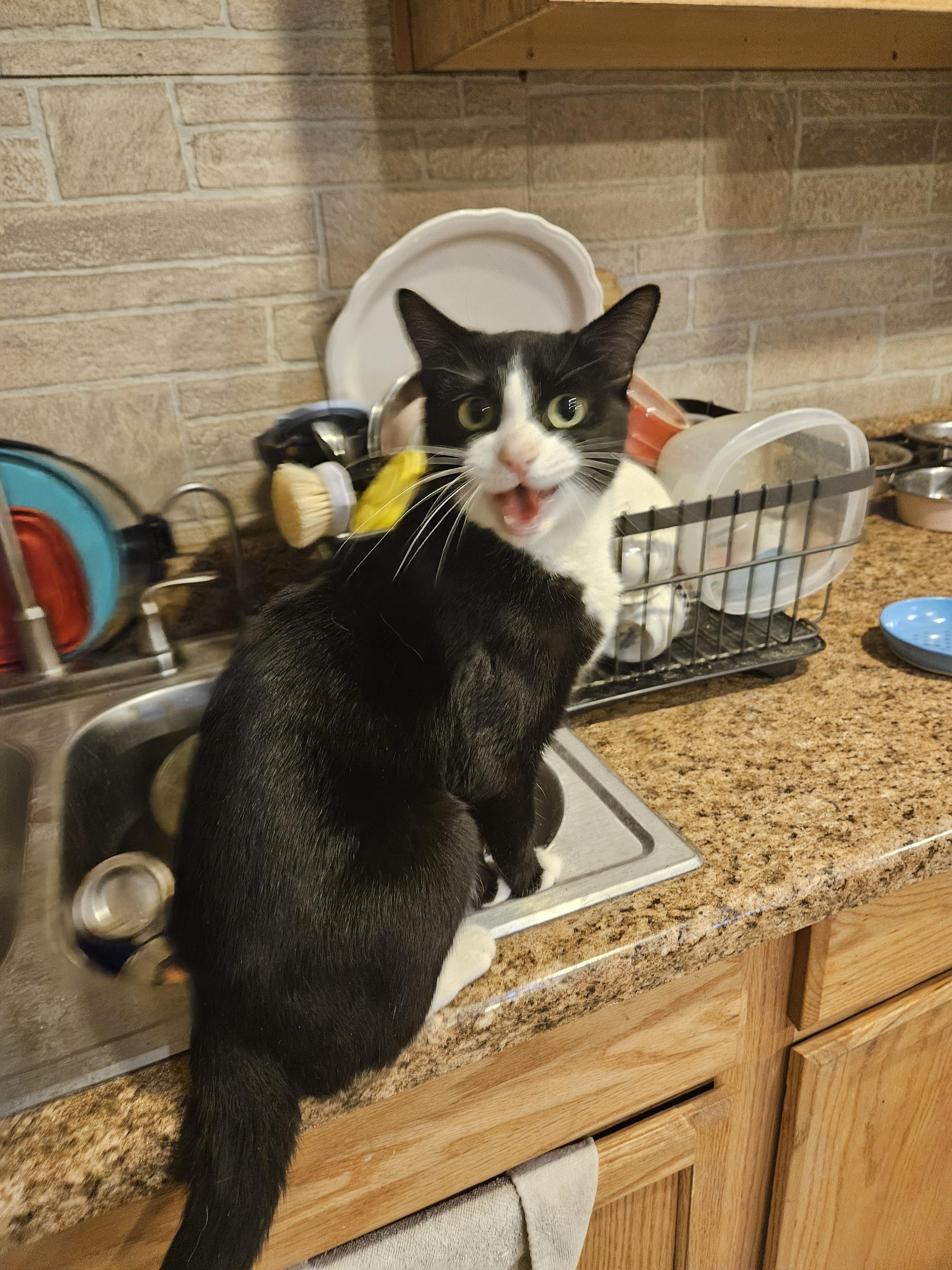 Ayana, Adoptable, Young Female Domestic Short Hair.