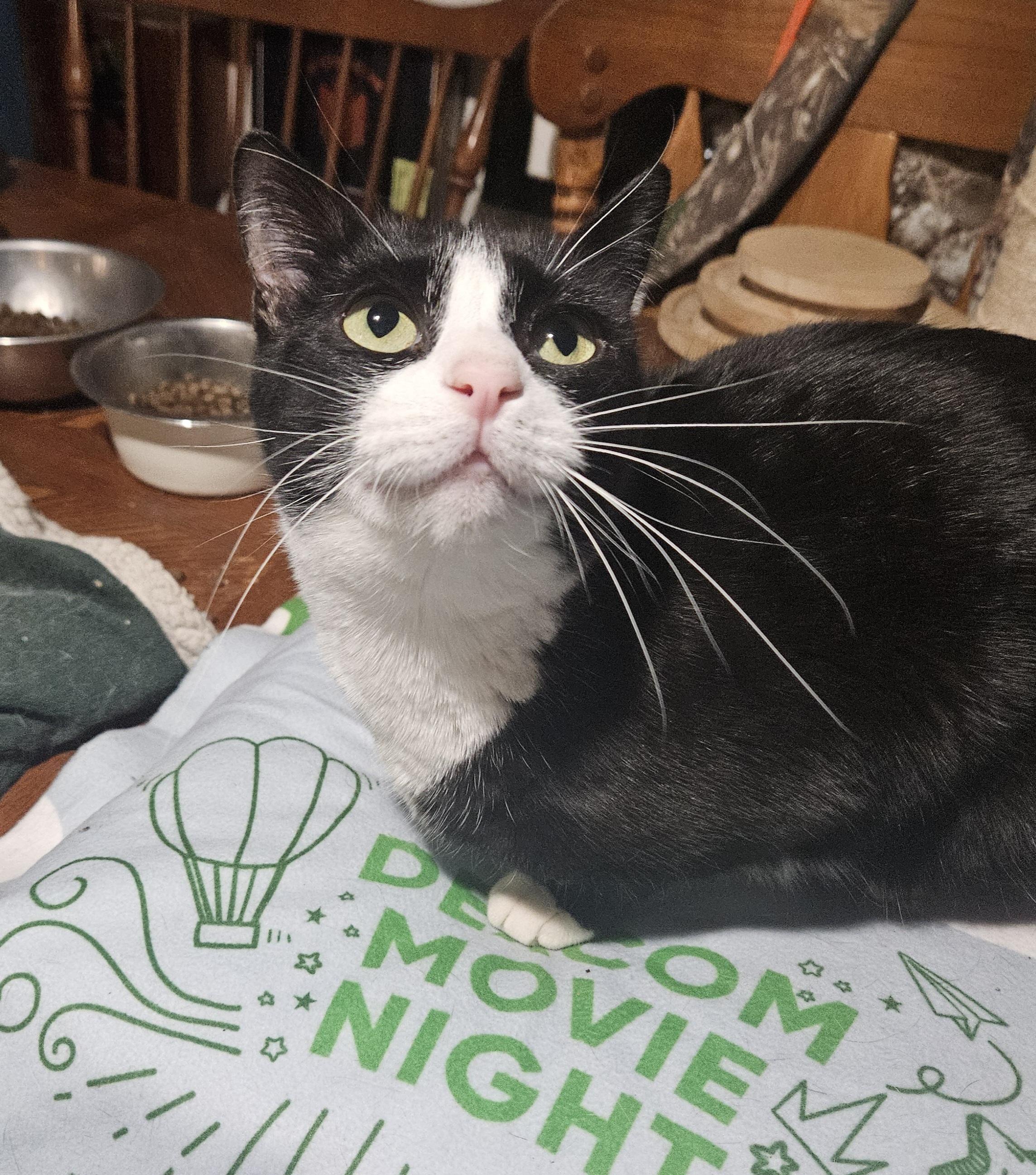 Ayana, Adoptable, Young Female Domestic Short Hair.