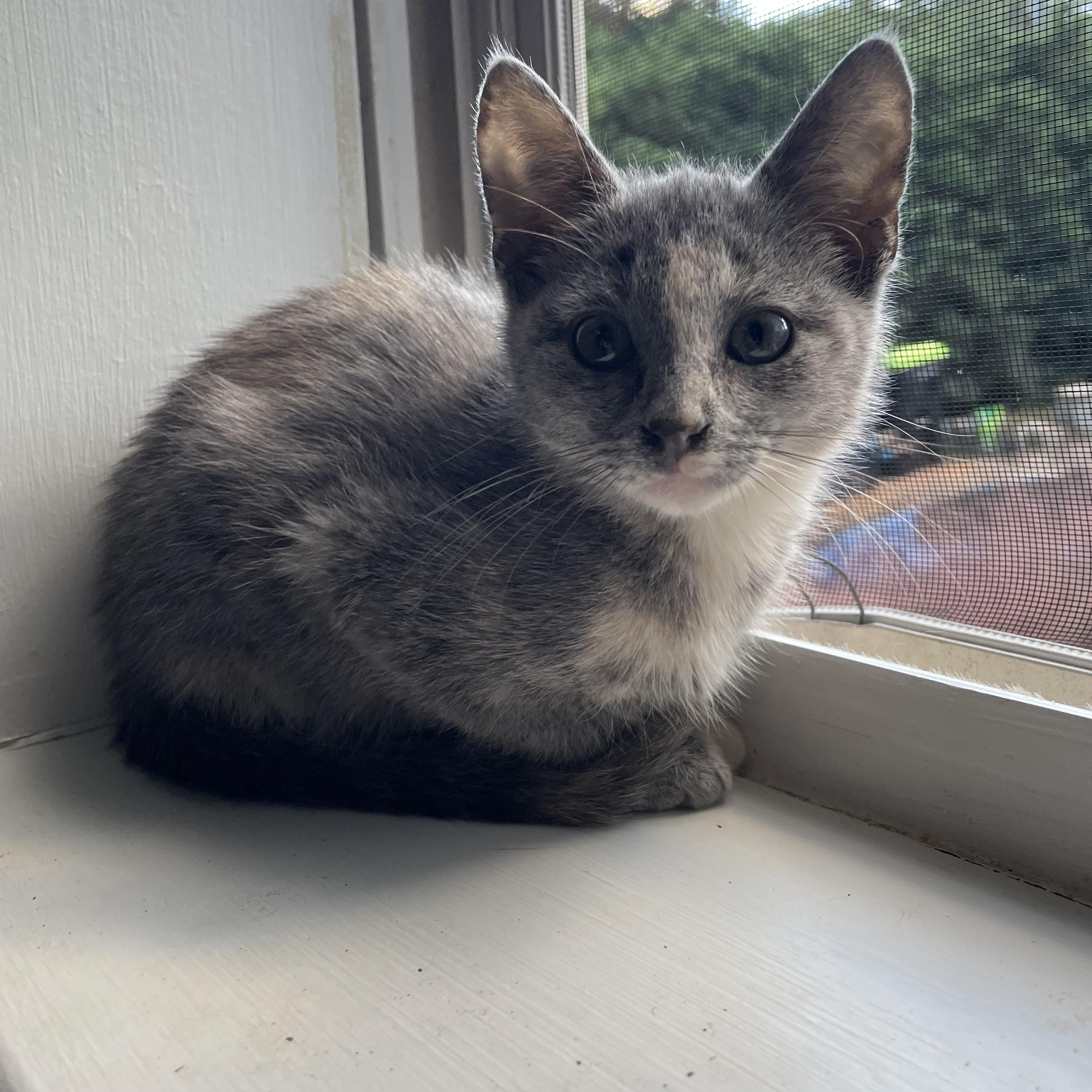 Boo, a Adoptable Domestic Short Hair in Seneca, SC image 3/3