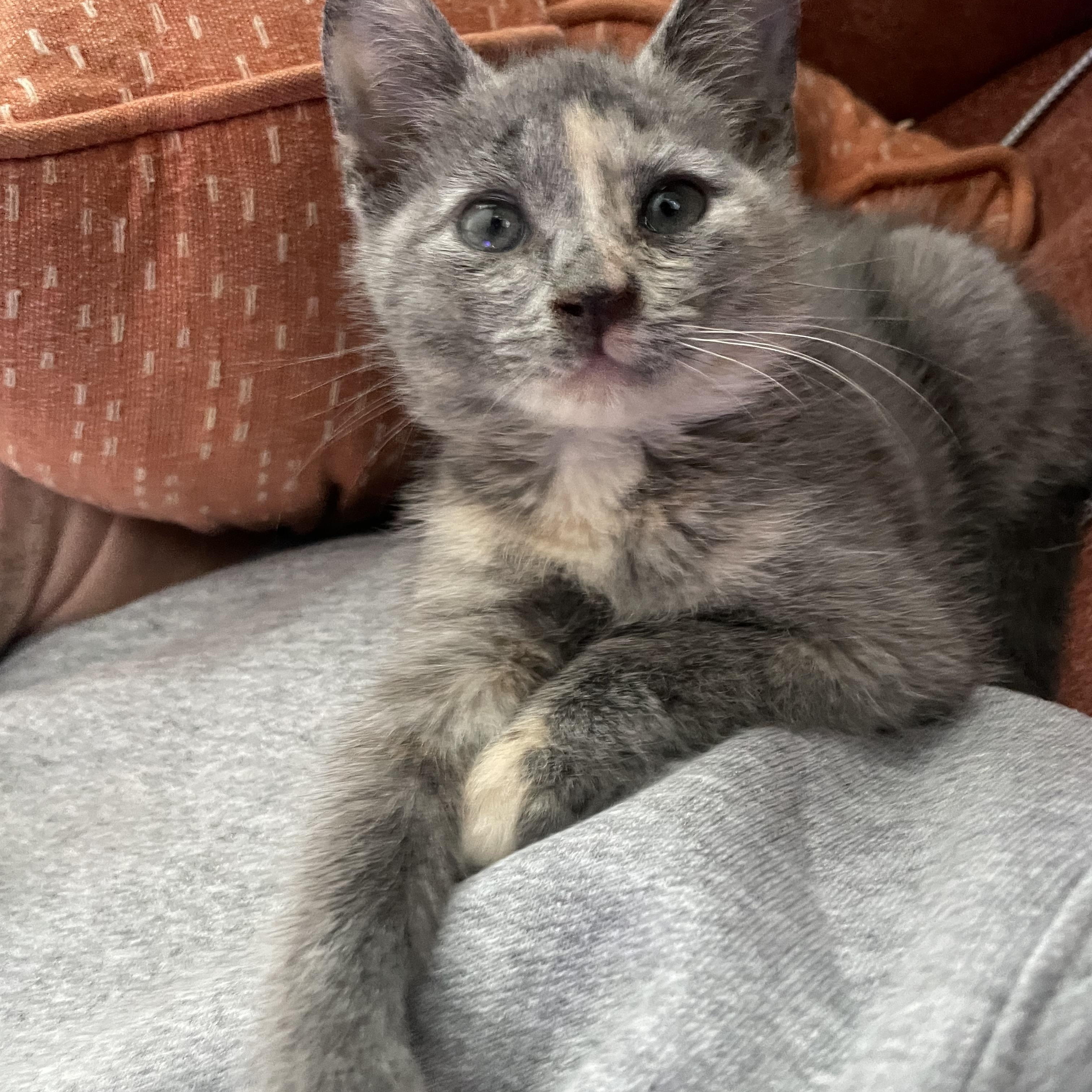 Boo, a Adoptable Domestic Short Hair in Seneca, SC image 2/3