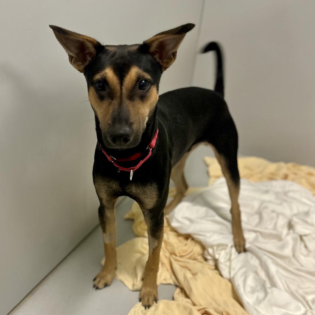 Enlarge Roscoe, a Adoptable mixed breed image 1/3