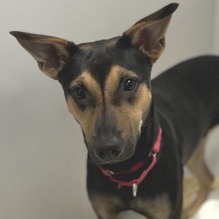 Enlarge Roscoe, a Adoptable mixed breed image 3/3