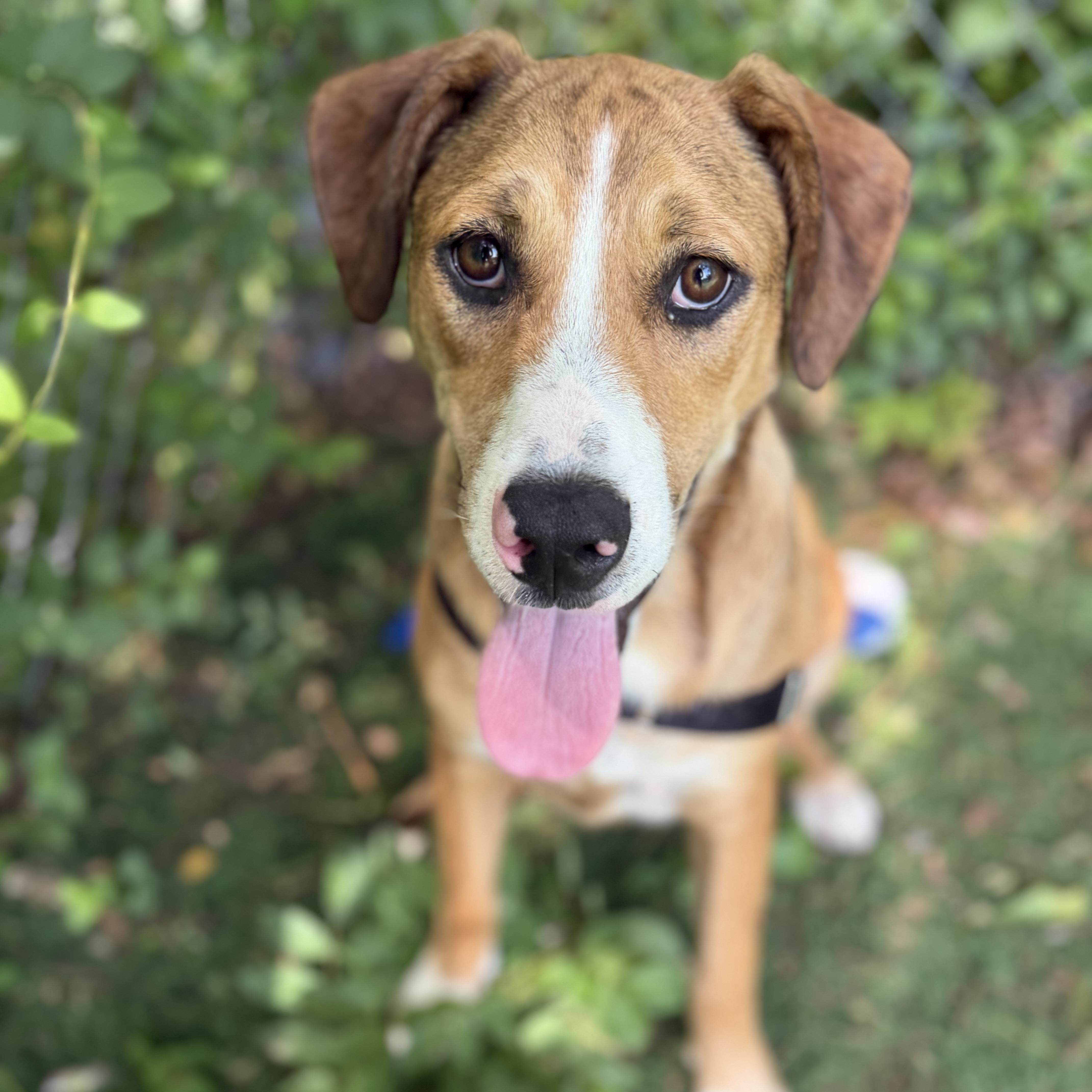 Toffee, a ADOPTABLE Mixed Breed in Ocean View, NJ image 2/5