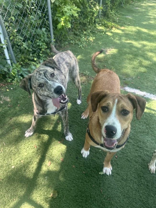 Toffee, a ADOPTABLE Mixed Breed in Ocean View, NJ image 5/5
