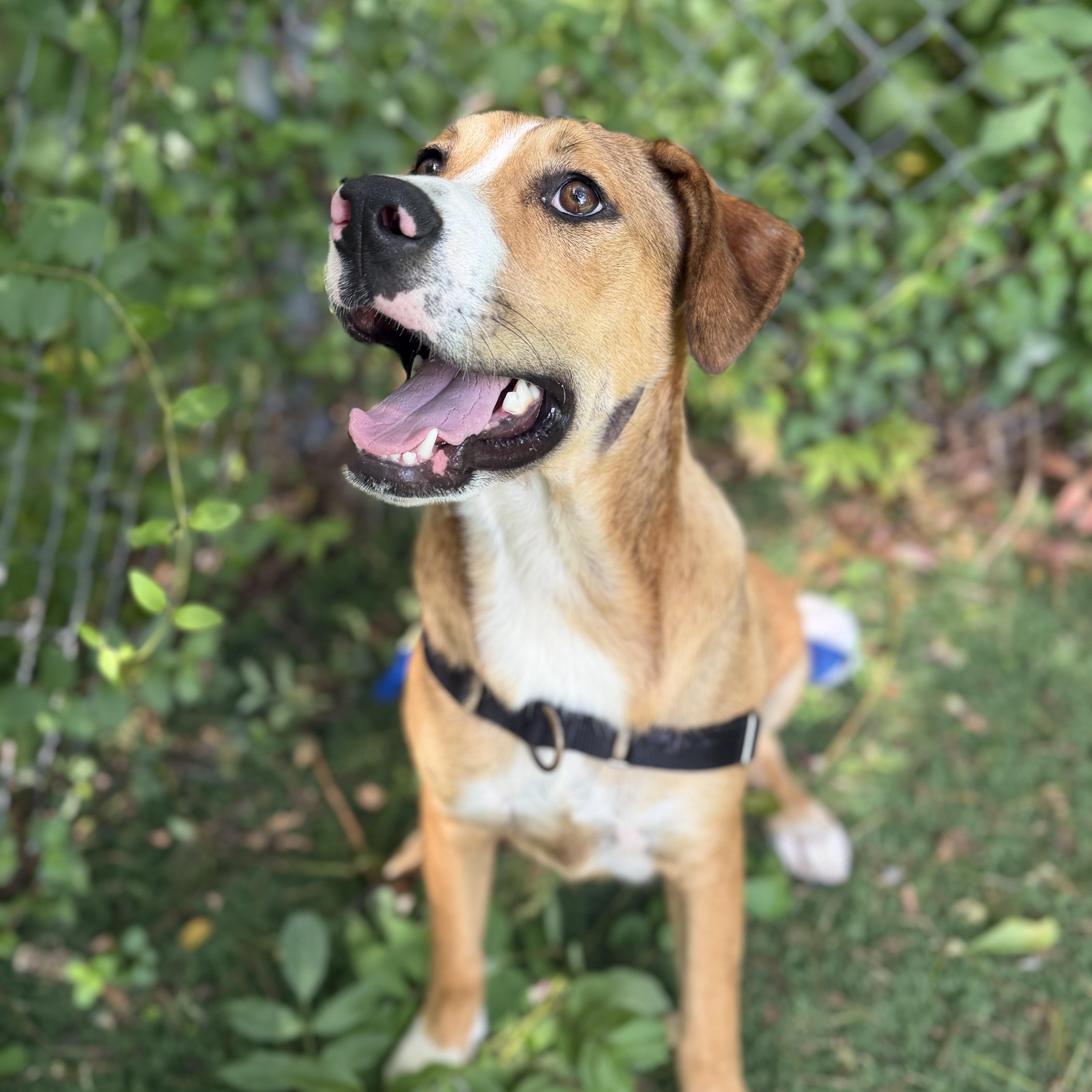 Toffee, a ADOPTABLE Mixed Breed in Ocean View, NJ image 3/5