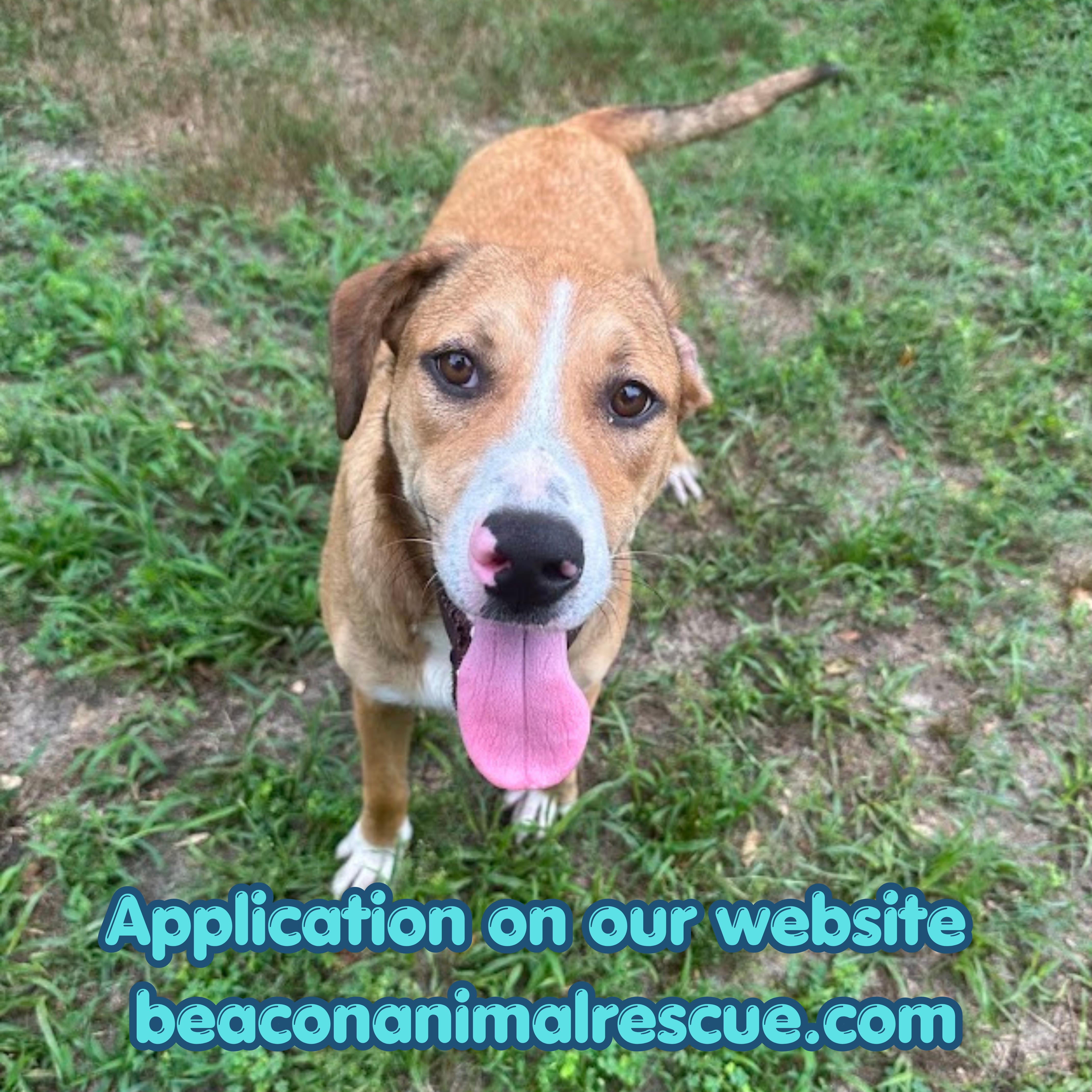 Toffee, a ADOPTABLE Mixed Breed in Ocean View, NJ image 1/5