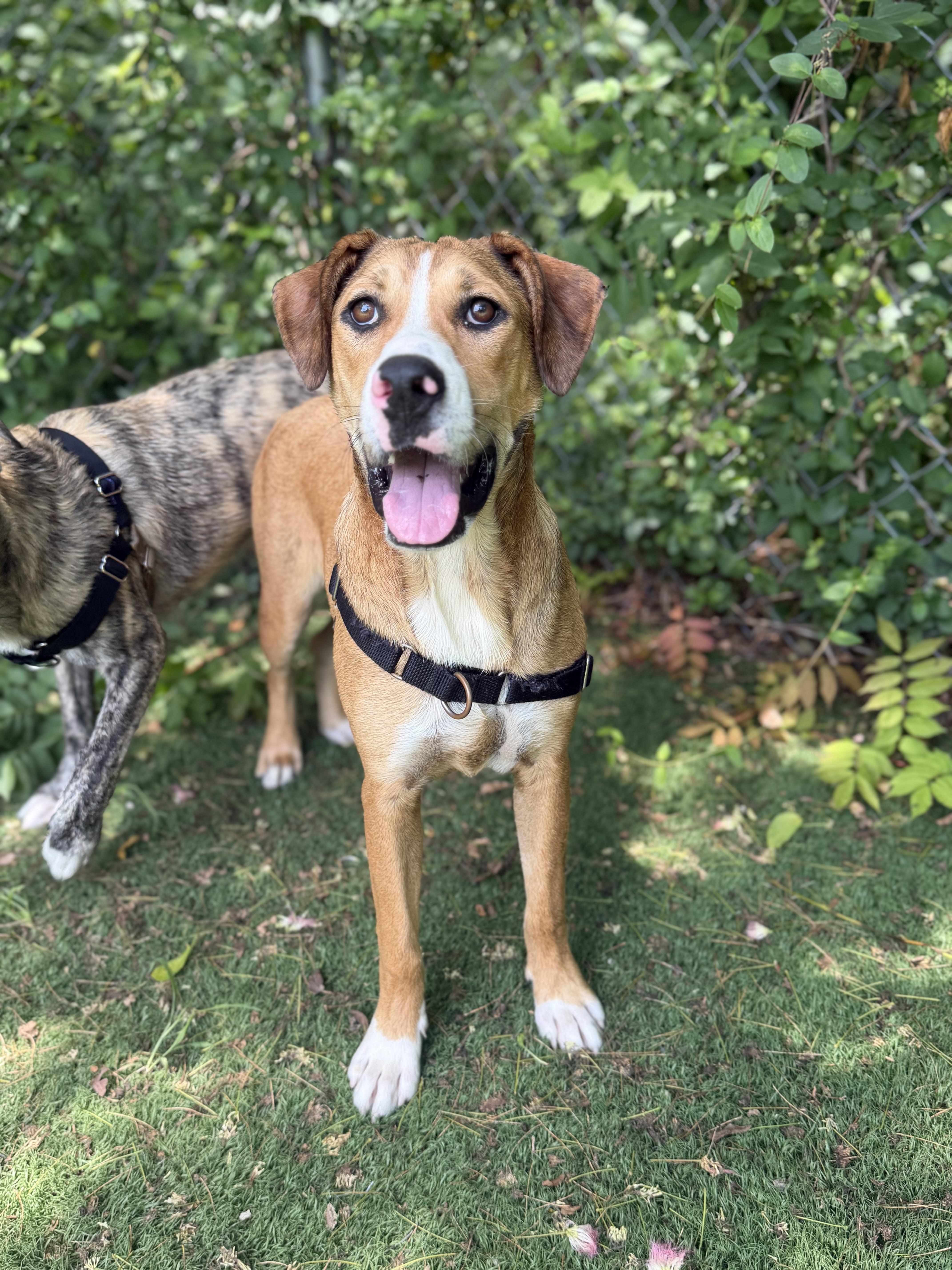Toffee, a ADOPTABLE Mixed Breed in Ocean View, NJ image 4/5