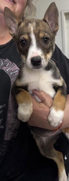 Enlarge Serenity, an adopted mixed breed in San Luis, CO image 2/3