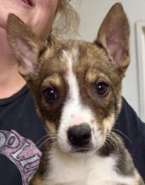 Enlarge Serenity, an adopted mixed breed in San Luis, CO image 1/3