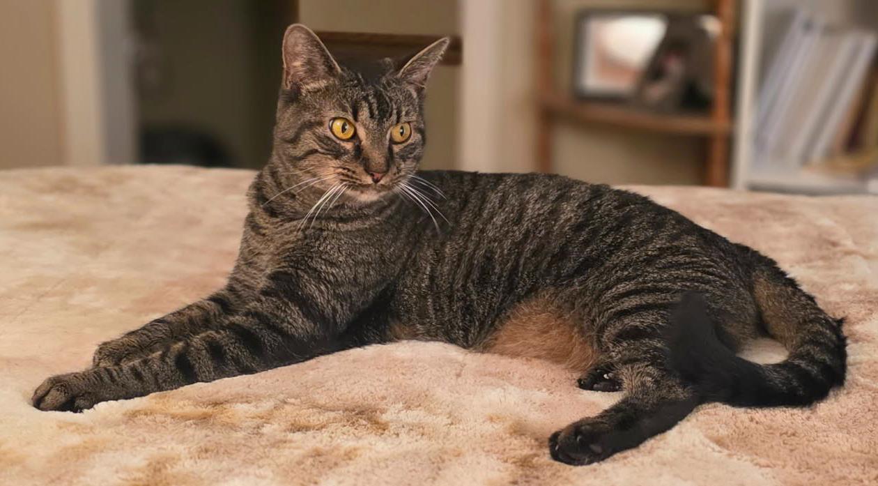 Enlarge Spike, an adopted mixed breed in Hilton Head Island, SC image 2/6