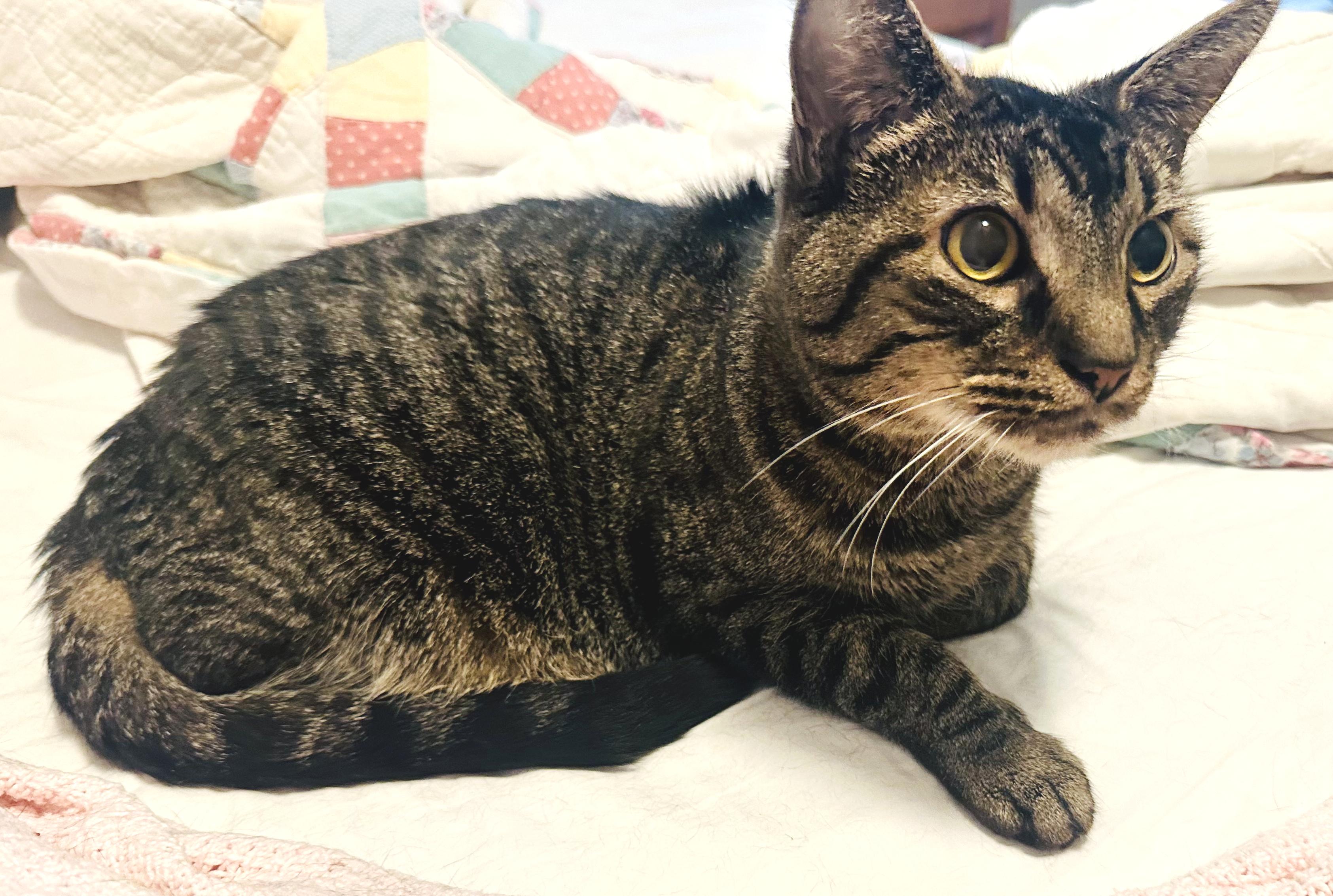 Enlarge Spike, an adopted mixed breed in Hilton Head Island, SC image 3/6