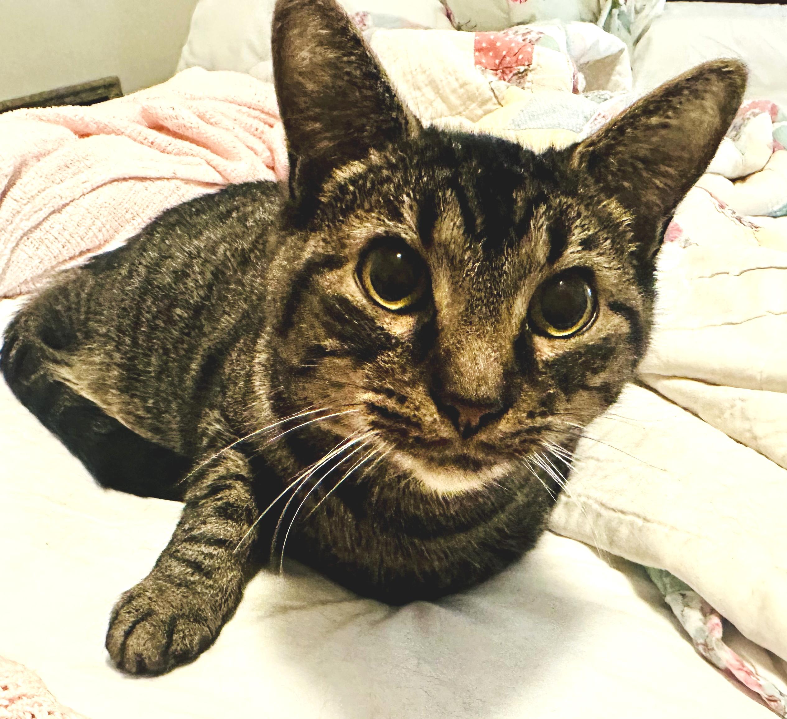 Enlarge Spike, an adopted mixed breed in Hilton Head Island, SC image 1/6