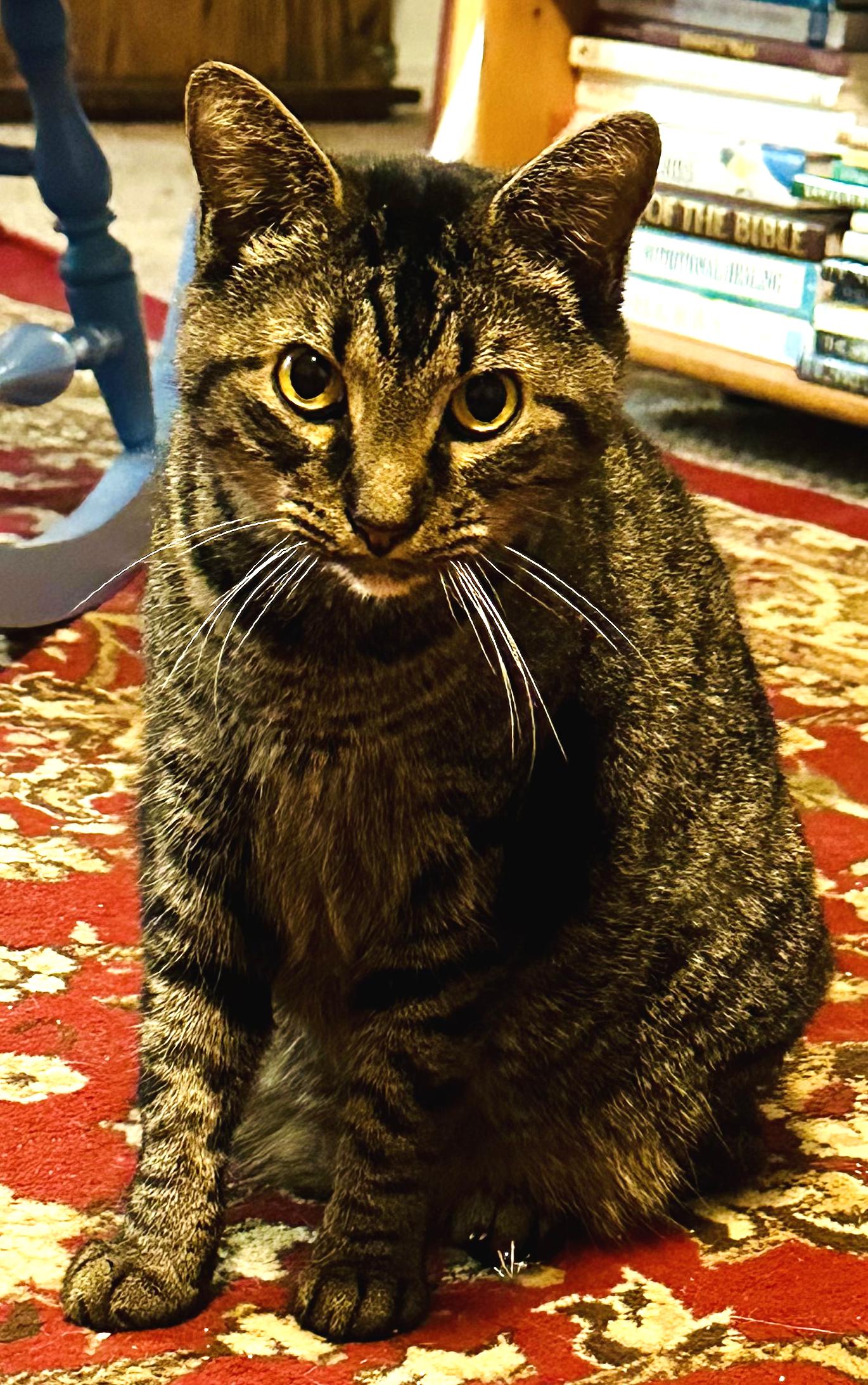 Enlarge Spike, an adopted mixed breed in Hilton Head Island, SC image 4/6