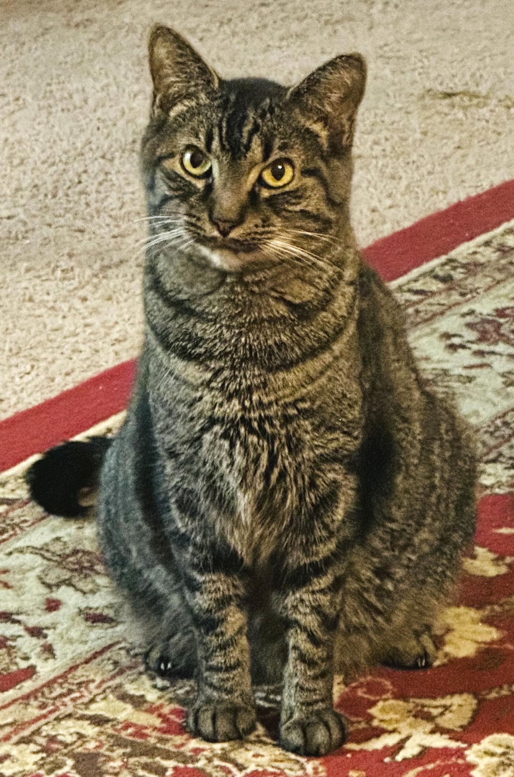 Enlarge Spike, an adopted mixed breed in Hilton Head Island, SC image 5/6