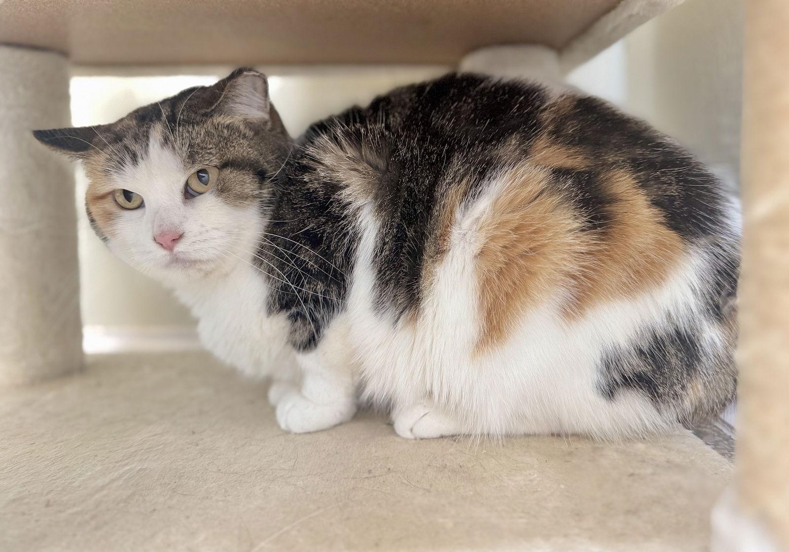 Calli, Adoptable, Young Female Domestic Short Hair & Calico.