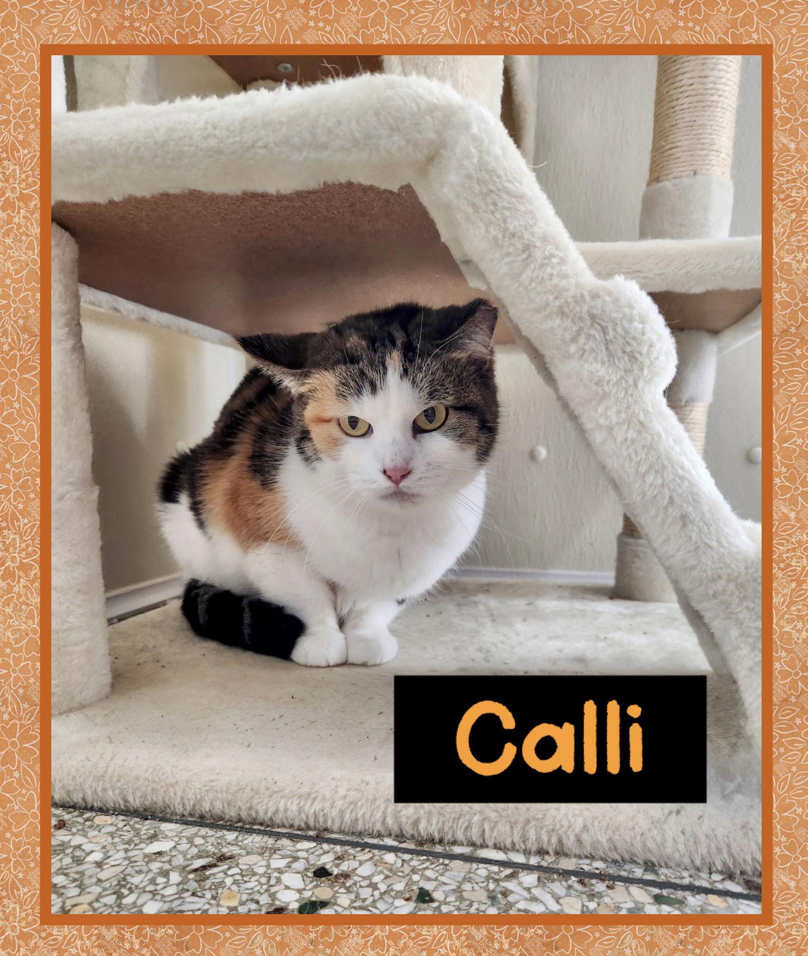 Calli, a Adoptable mixed breed in Williamsburg, IA image 2/2