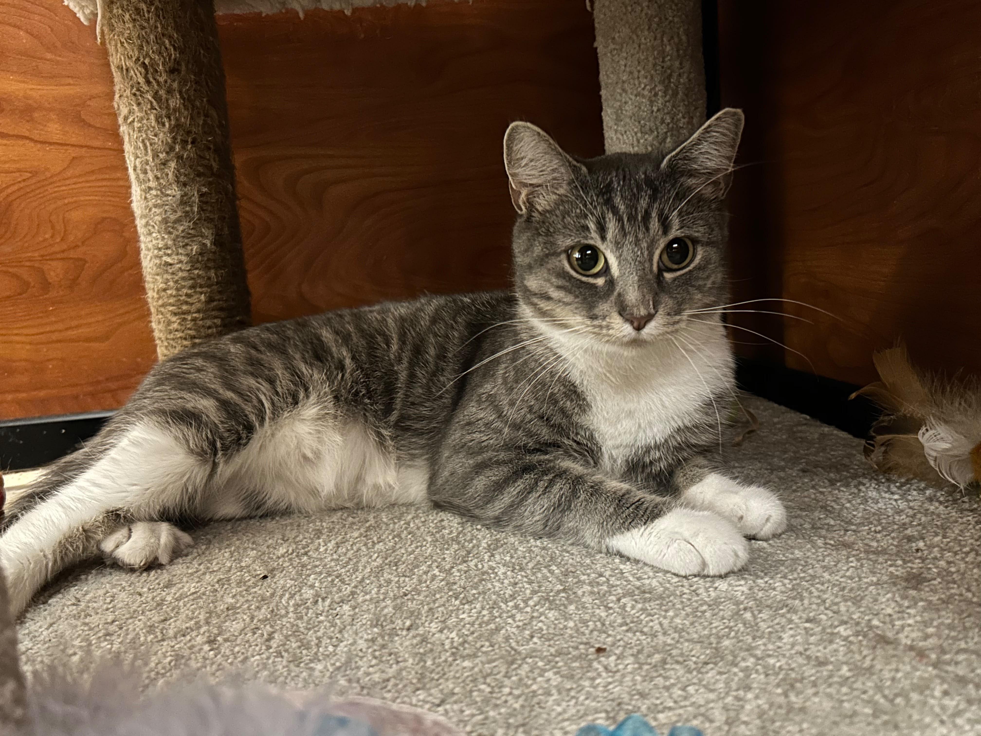 Belinda, adopted, Young Female Domestic Short Hair.