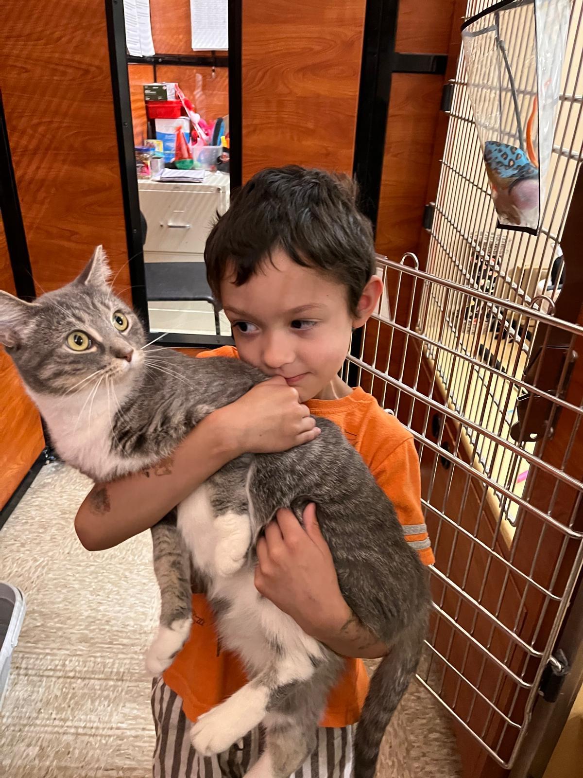 Belinda, an adopted Domestic Short Hair in Canton, MA image 2/2