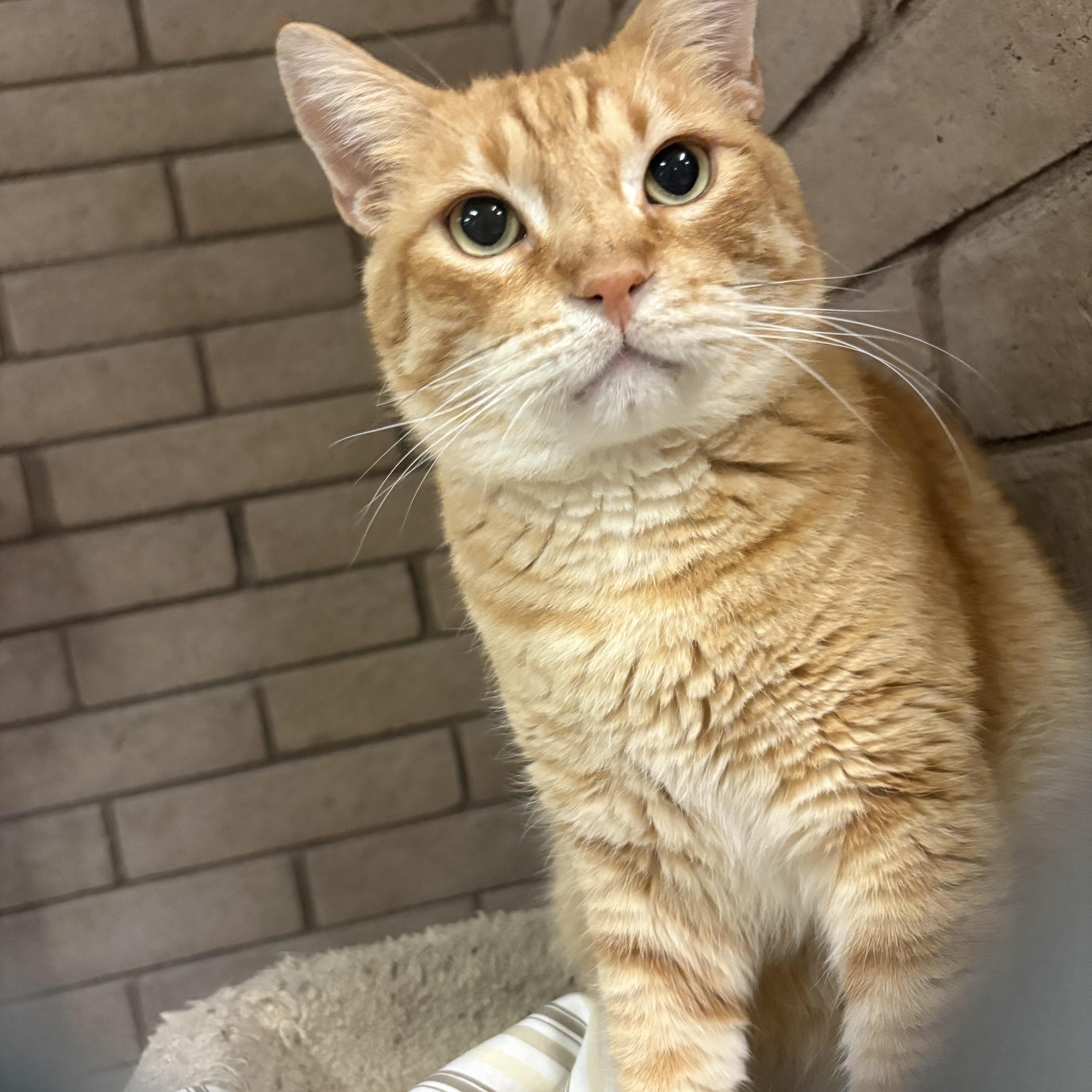 Julius, Adoptable, Adult Male Domestic Short Hair.