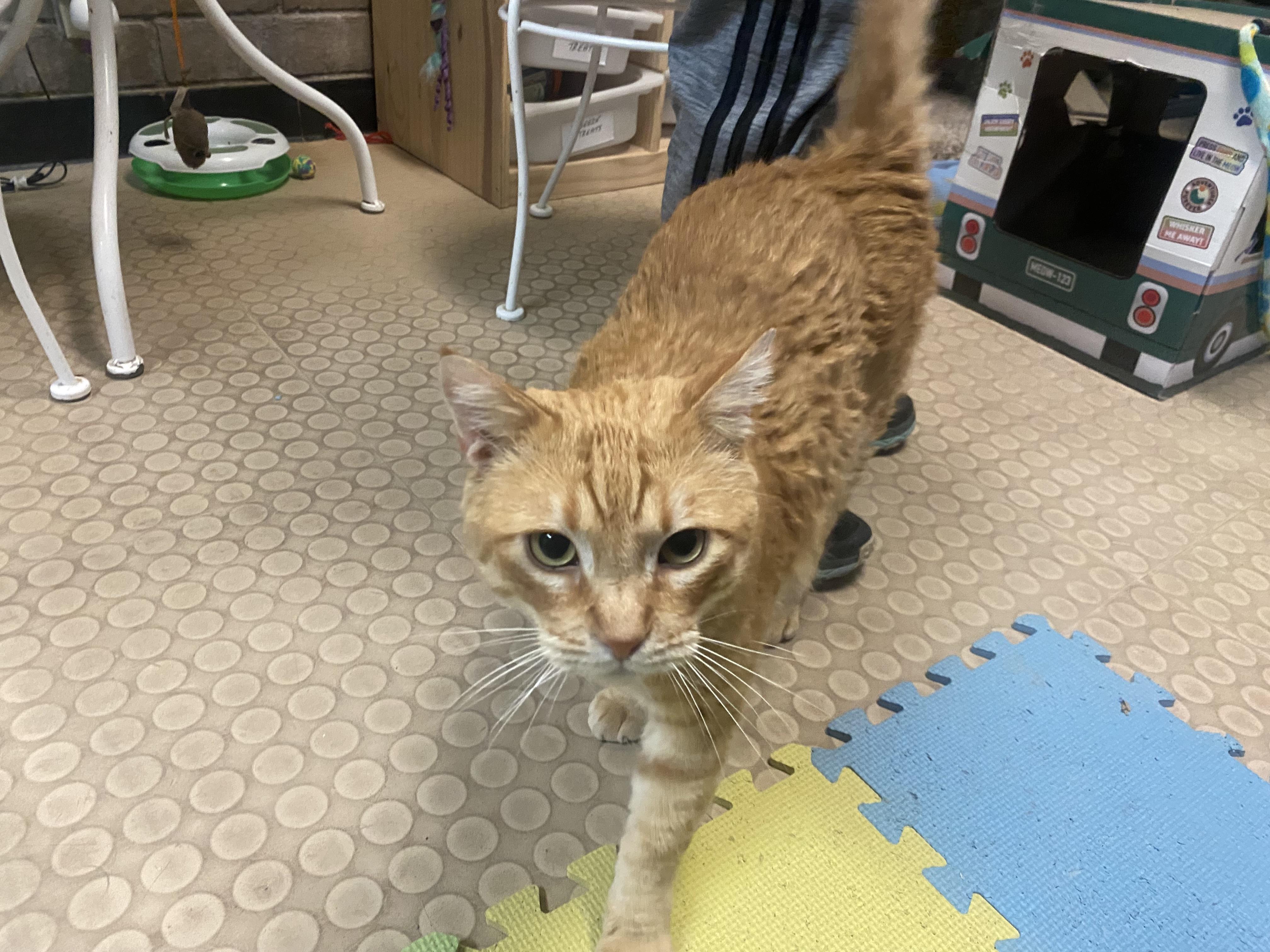 Julius, a Adoptable Domestic Short Hair in Phoenix, AZ image 6/6