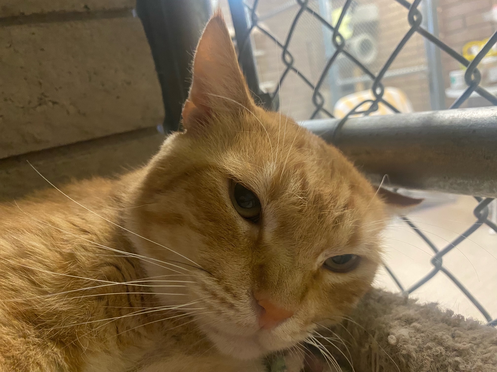 Julius, a Adoptable Domestic Short Hair in Phoenix, AZ image 5/6