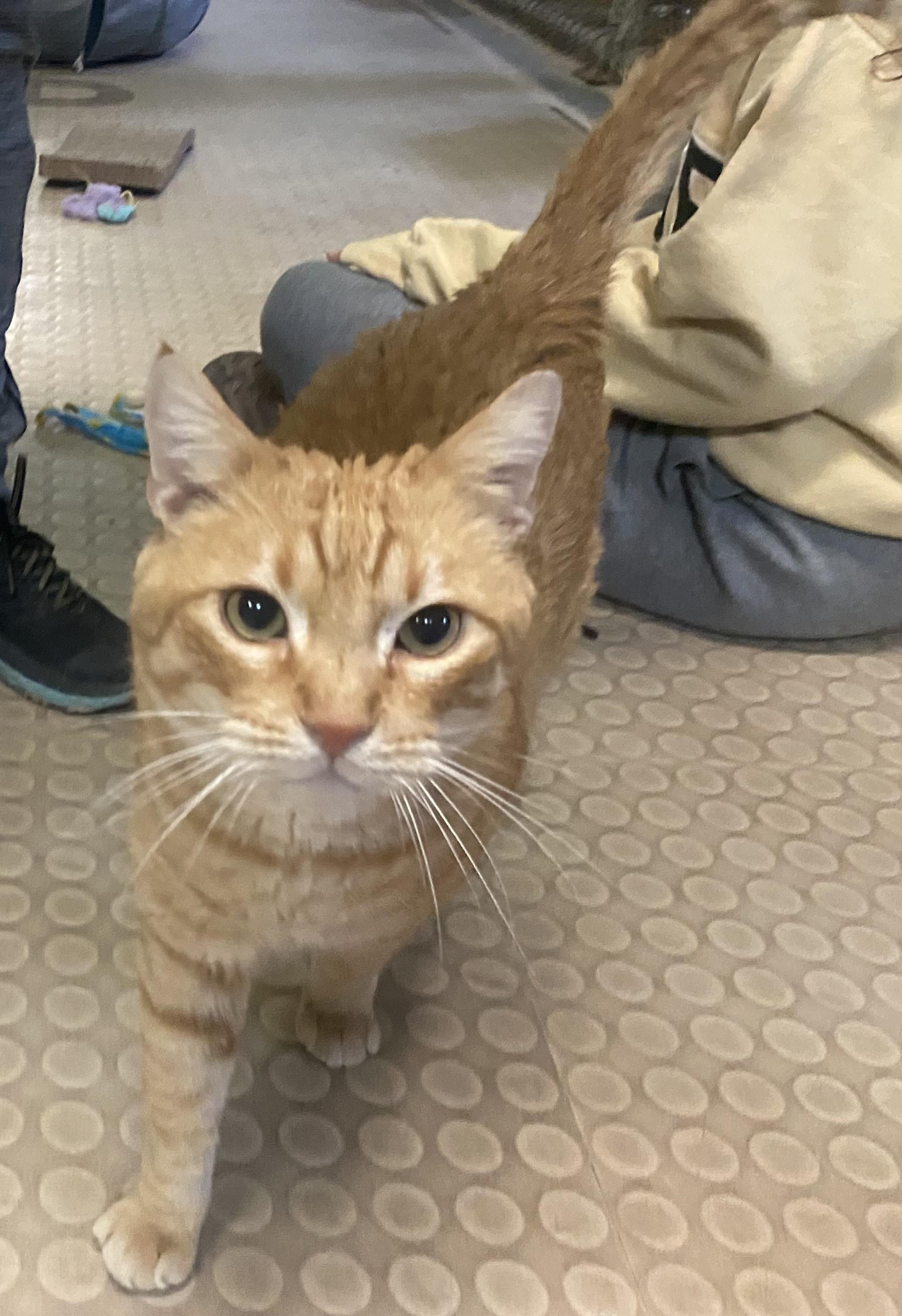 Julius, a Adoptable Domestic Short Hair in Phoenix, AZ image 3/6