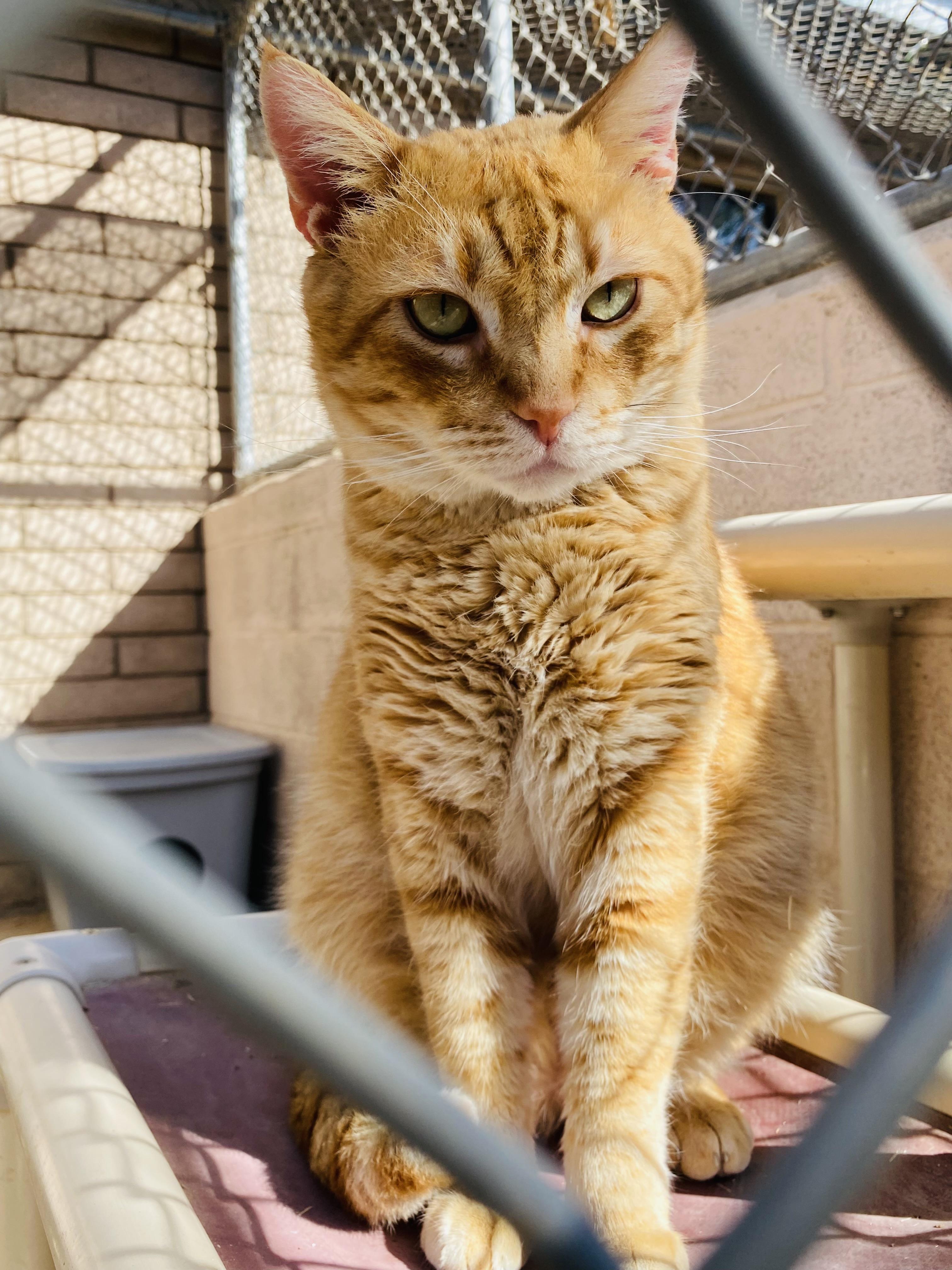 Julius, a Adoptable Domestic Short Hair in Phoenix, AZ image 2/6
