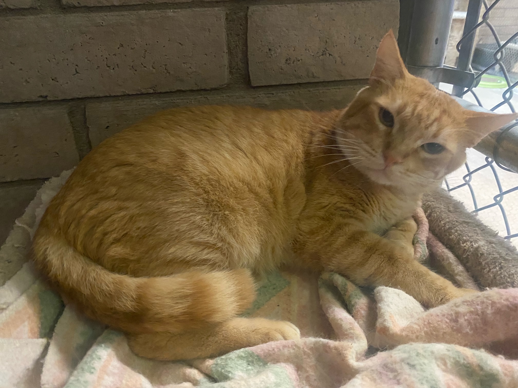 Julius, a Adoptable Domestic Short Hair in Phoenix, AZ image 4/6