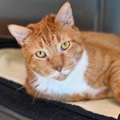 Ali in Maine, adopted, Senior Male Domestic Short Hair.