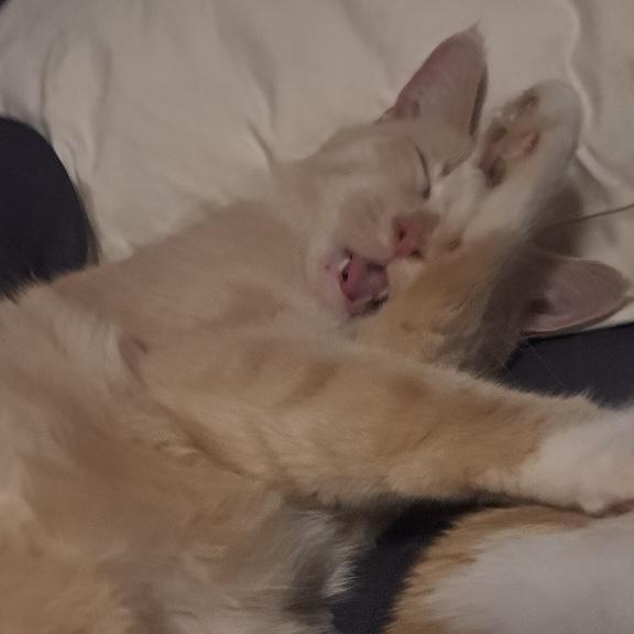 Honey, a Adoptable Domestic Short Hair in Lake Geneva, WI image 5/6