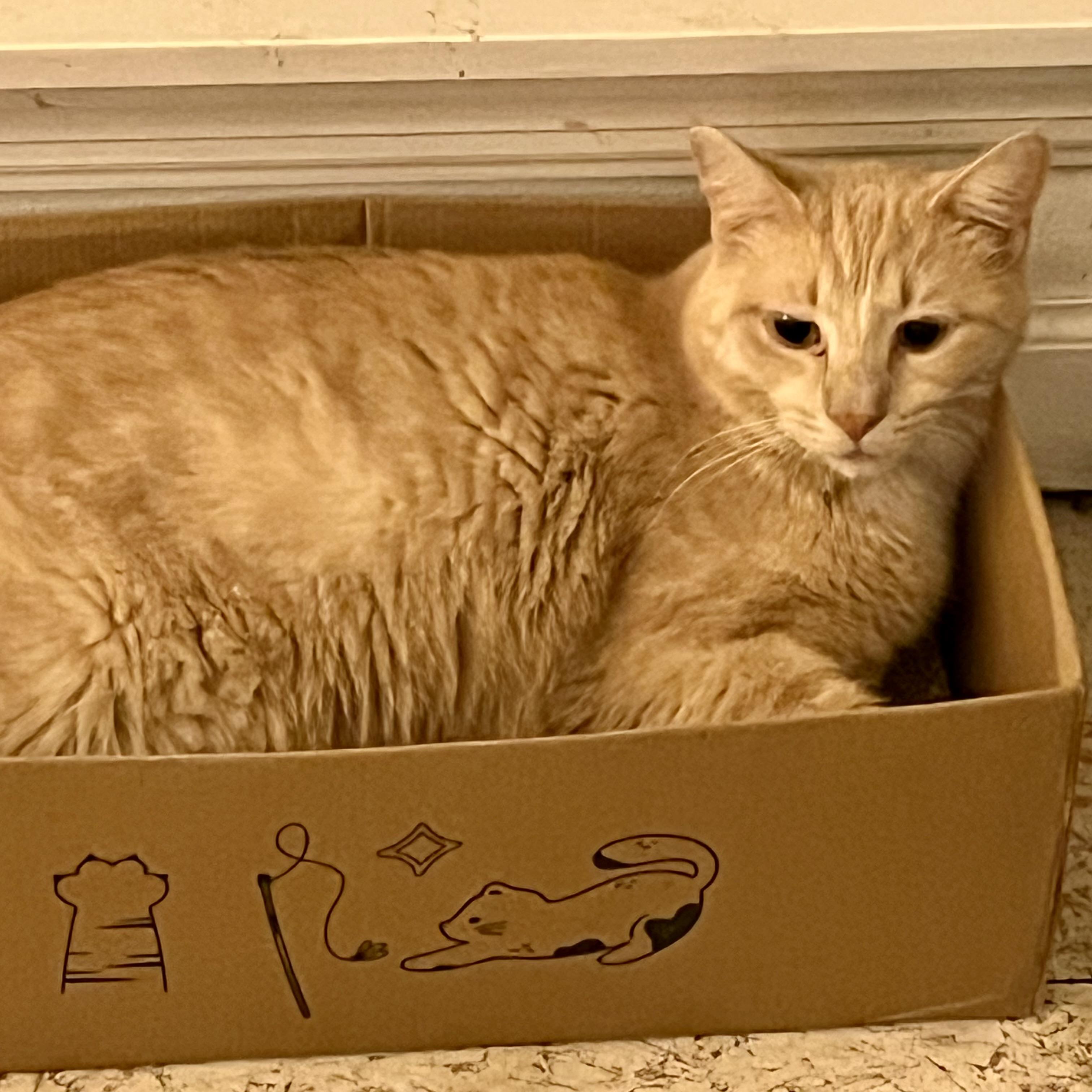 Honey, a Adoptable Domestic Short Hair in Lake Geneva, WI image 3/6