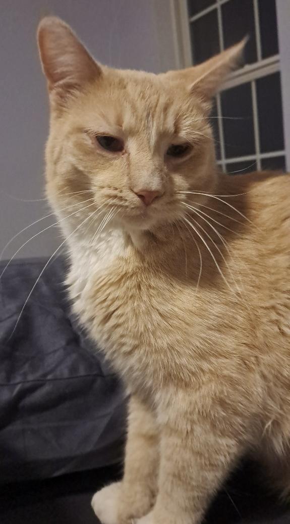 Honey, a Adoptable Domestic Short Hair in Lake Geneva, WI image 4/6