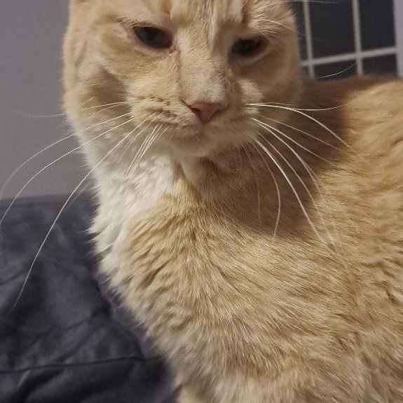 Enlarge Honey, a Adoptable Domestic Short Hair in Lake Geneva, WI image 4/6