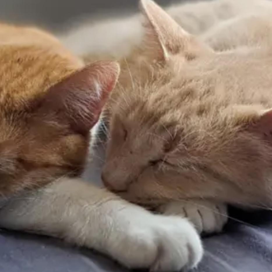 Honey, Adoptable, Young Male Domestic Short Hair.