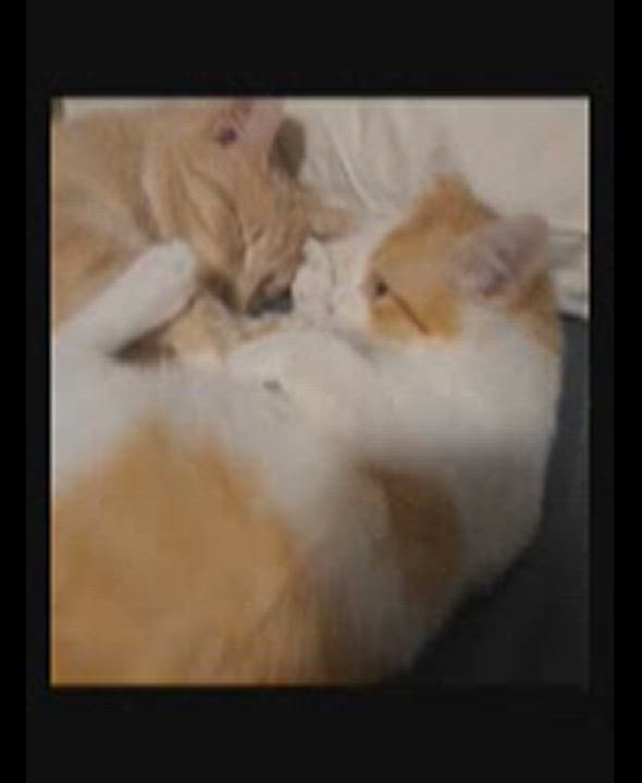 Enlarge Honey, a Adoptable Domestic Short Hair in Lake Geneva, WI video 6/6