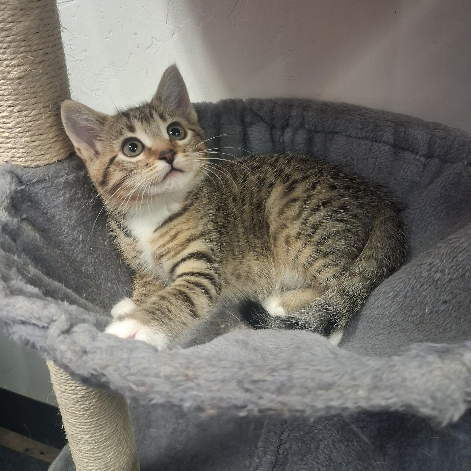 Mor, a ADOPTABLE Domestic Short Hair in Roosevelt, UT image 1/4