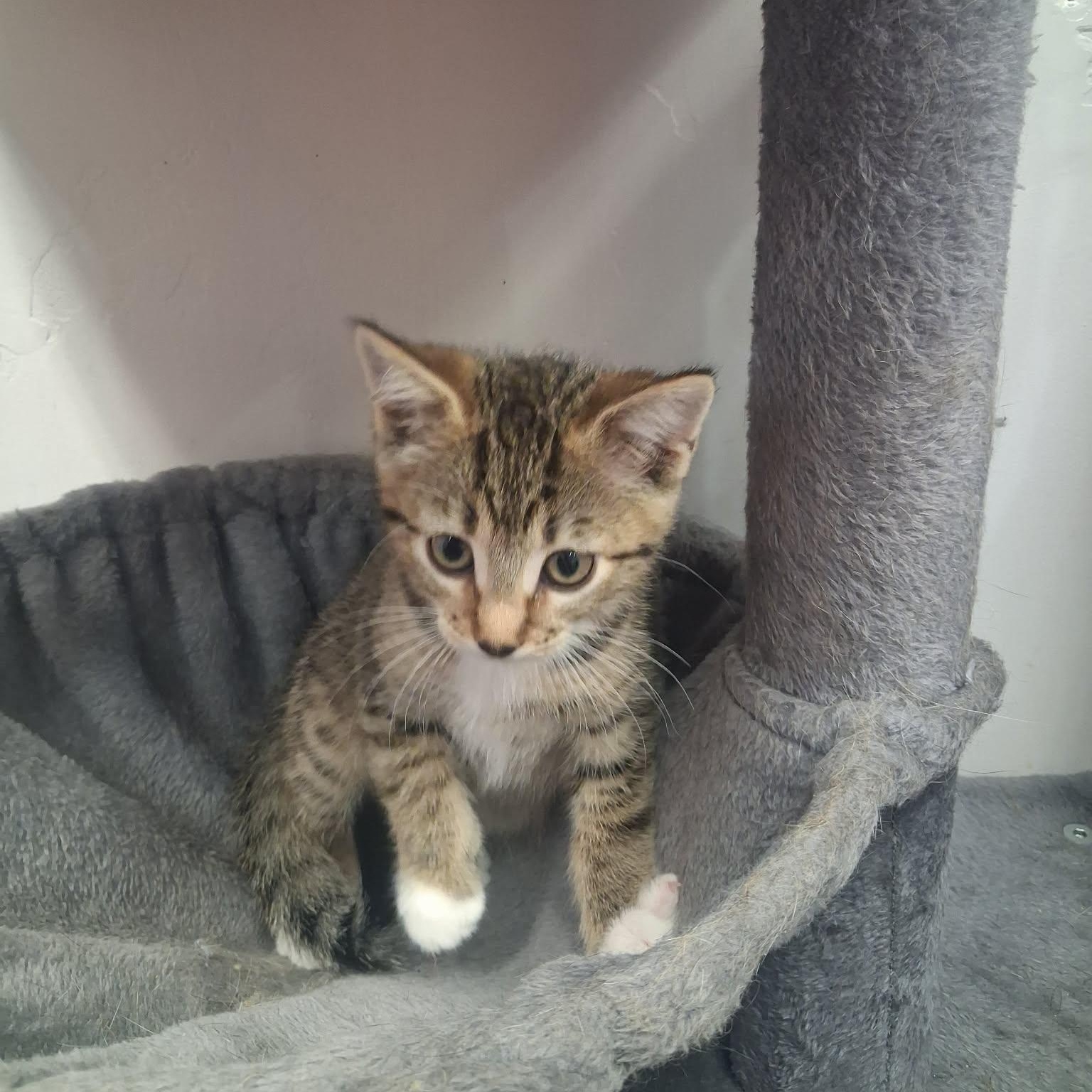Mor, a ADOPTABLE Domestic Short Hair in Roosevelt, UT image 3/4