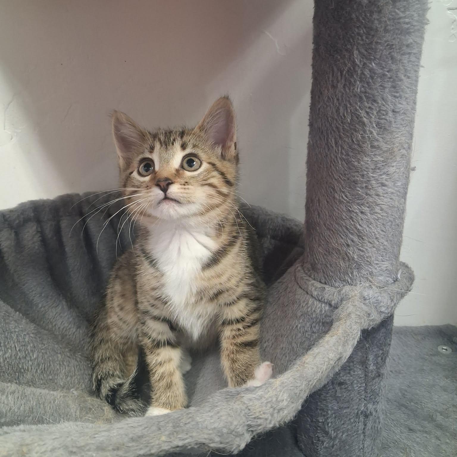 Mor, a ADOPTABLE Domestic Short Hair in Roosevelt, UT image 4/4