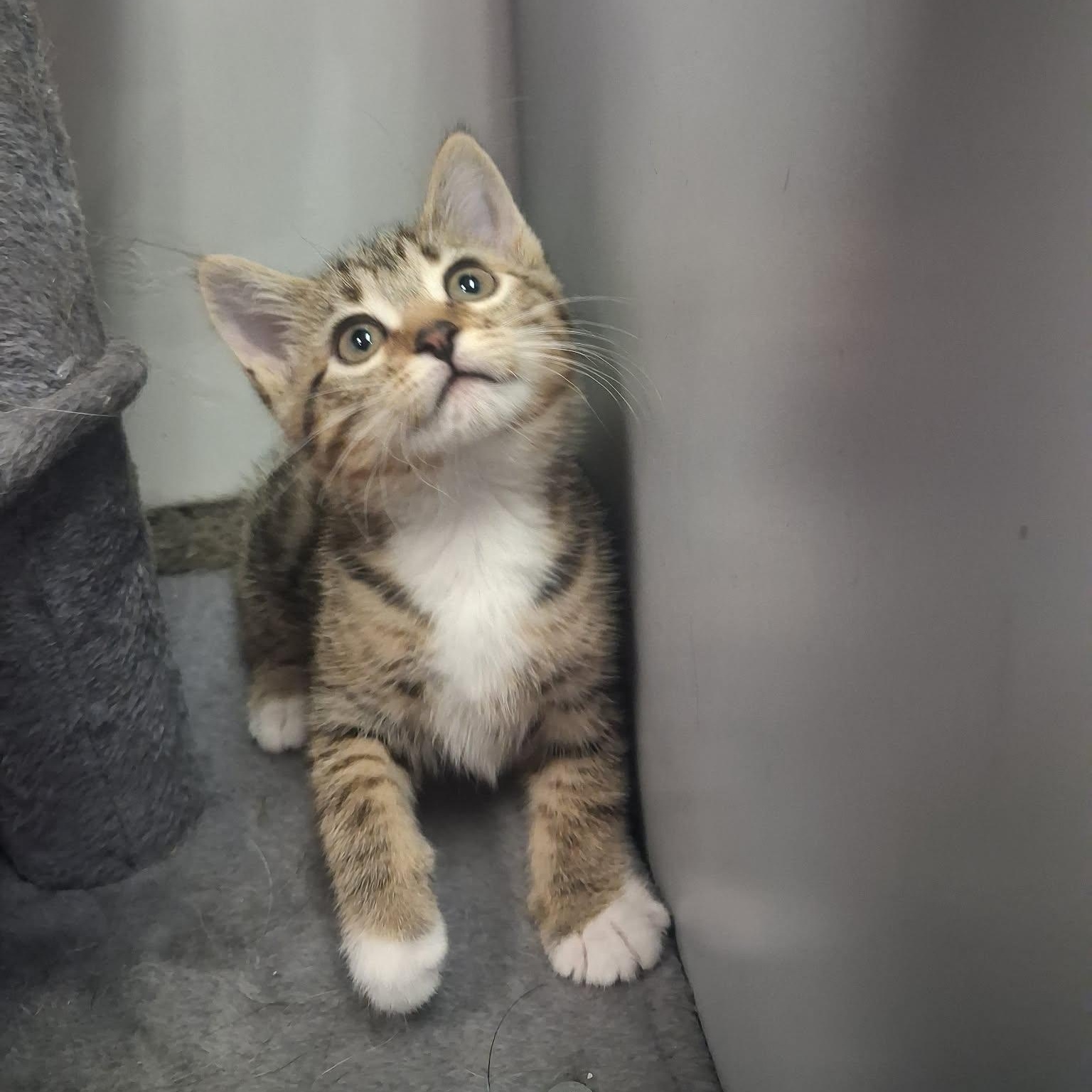 Mor, a ADOPTABLE Domestic Short Hair in Roosevelt, UT image 2/4
