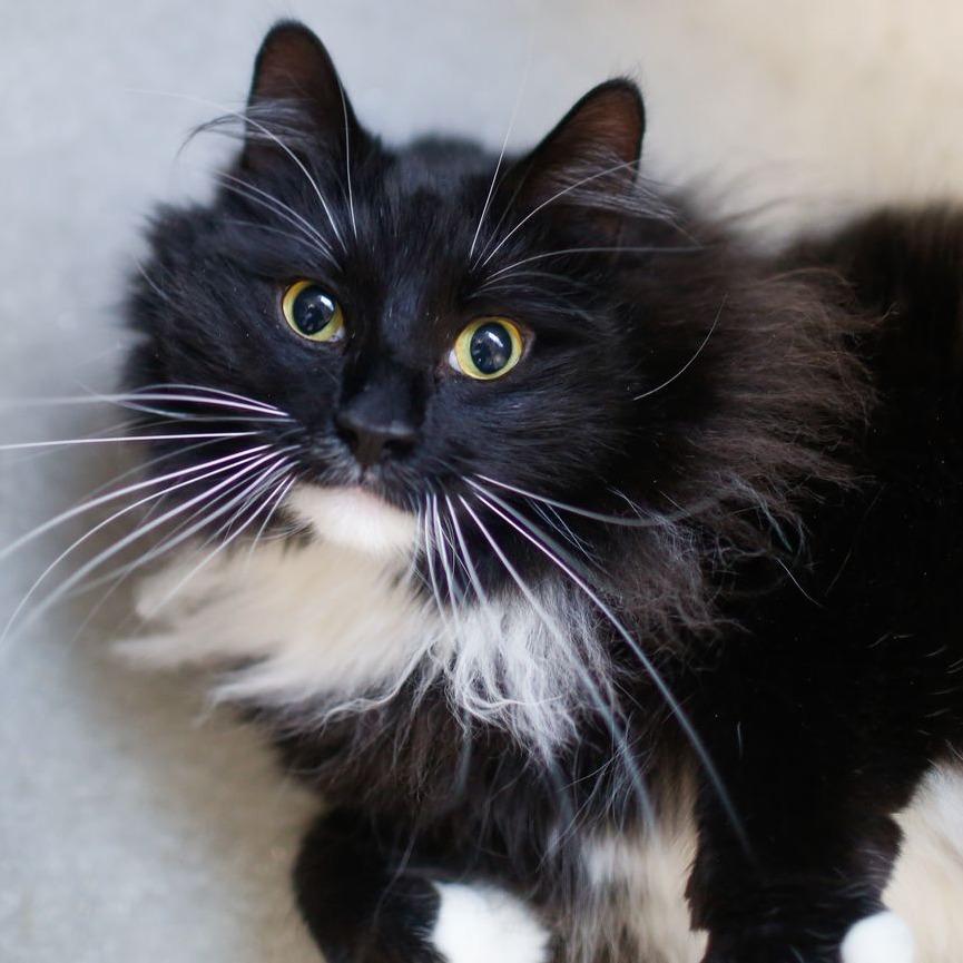Monday, Adoptable, Adult Male Domestic Long Hair.