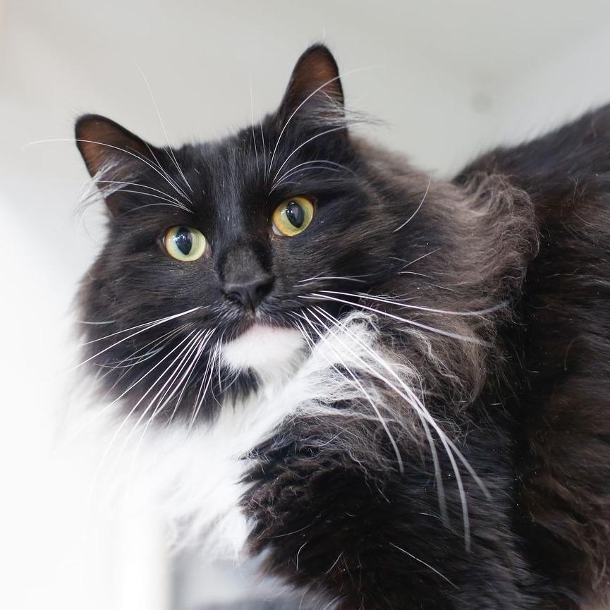 Enlarge Monday, a Adoptable Domestic Long Hair in Dover, NH image 2/6