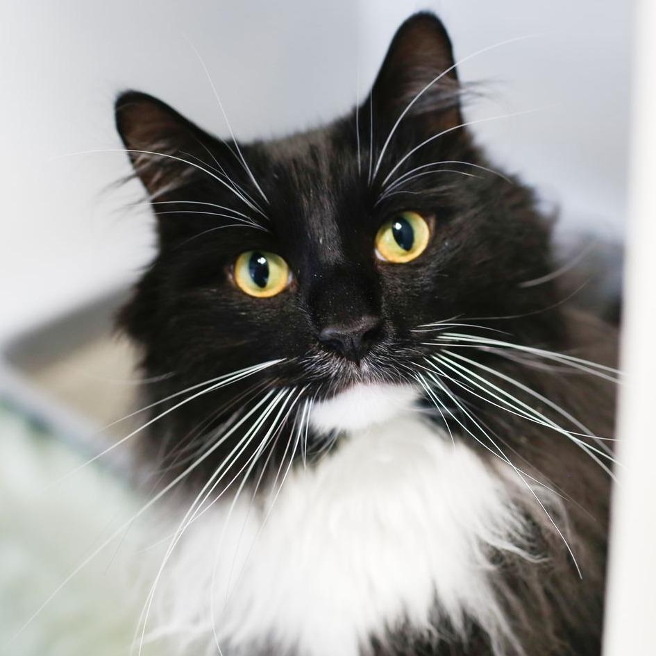 Enlarge Monday, a Adoptable Domestic Long Hair in Dover, NH image 3/6