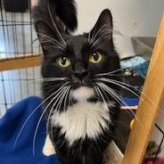 Enlarge Monday, a Adoptable Domestic Long Hair in Dover, NH image 4/6