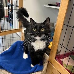Enlarge Monday, a Adoptable Domestic Long Hair in Dover, NH image 5/6