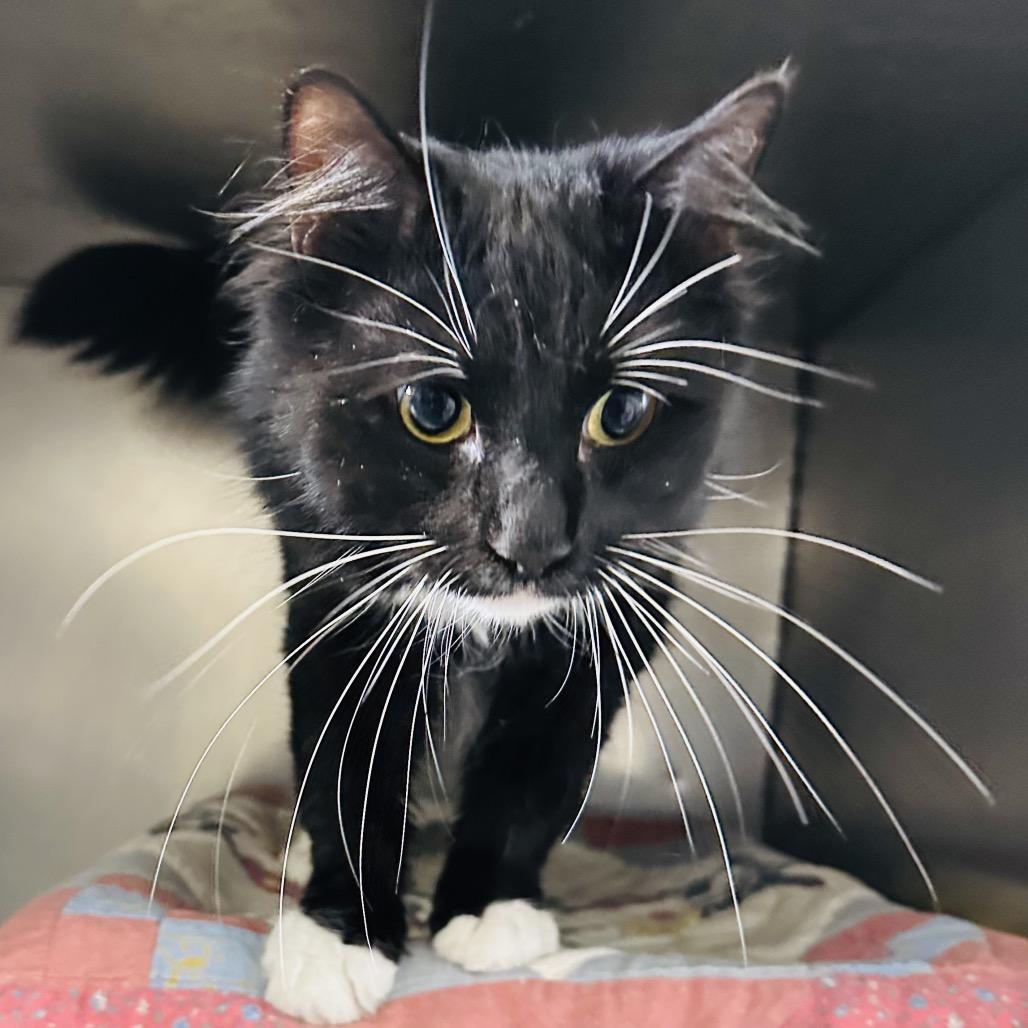 Enlarge Monday, a Adoptable Domestic Long Hair in Dover, NH image 6/6