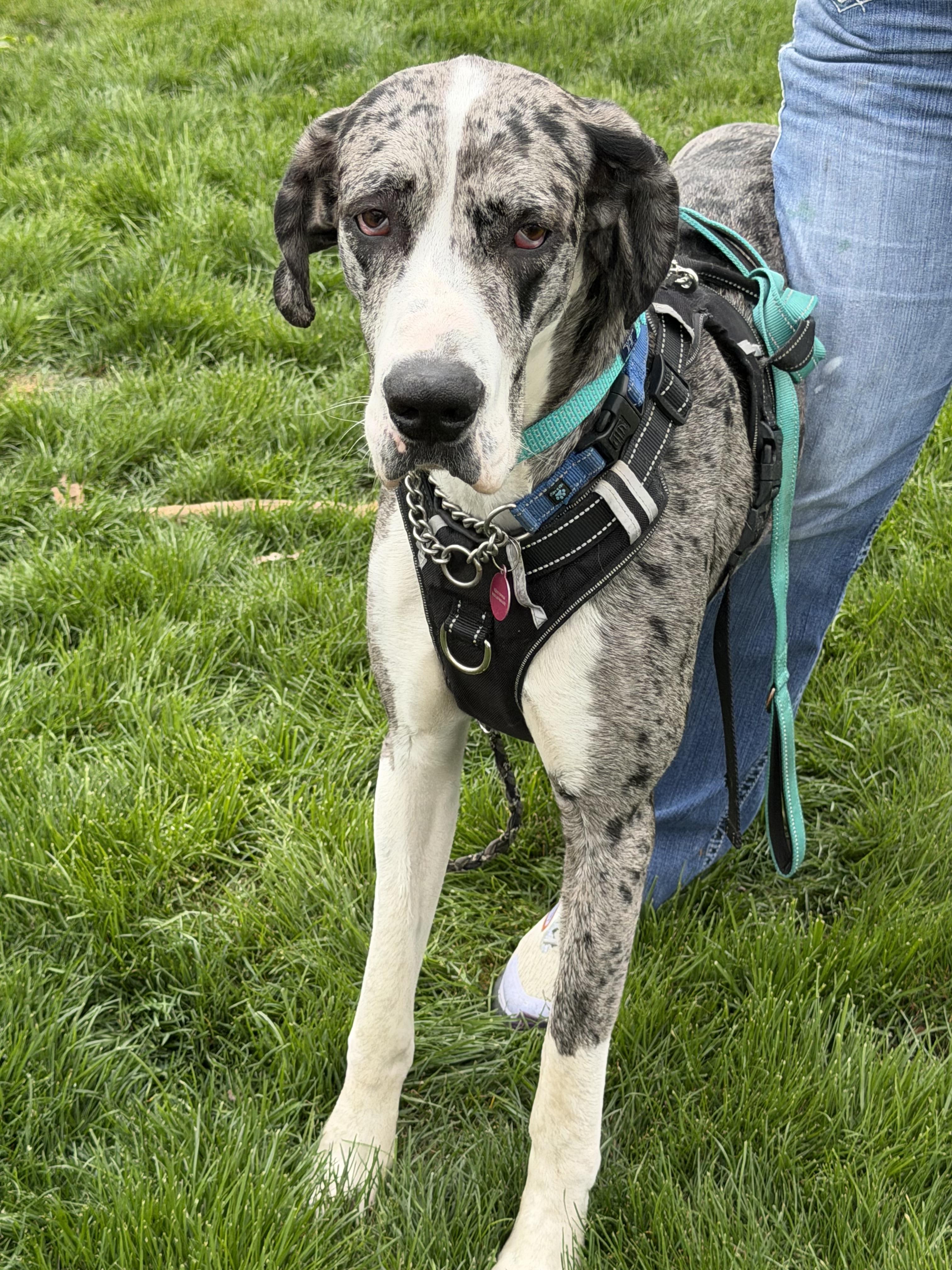 Enlarge Pearl, a Adoptable Great Dane in LEWISTON, ID image 1/4
