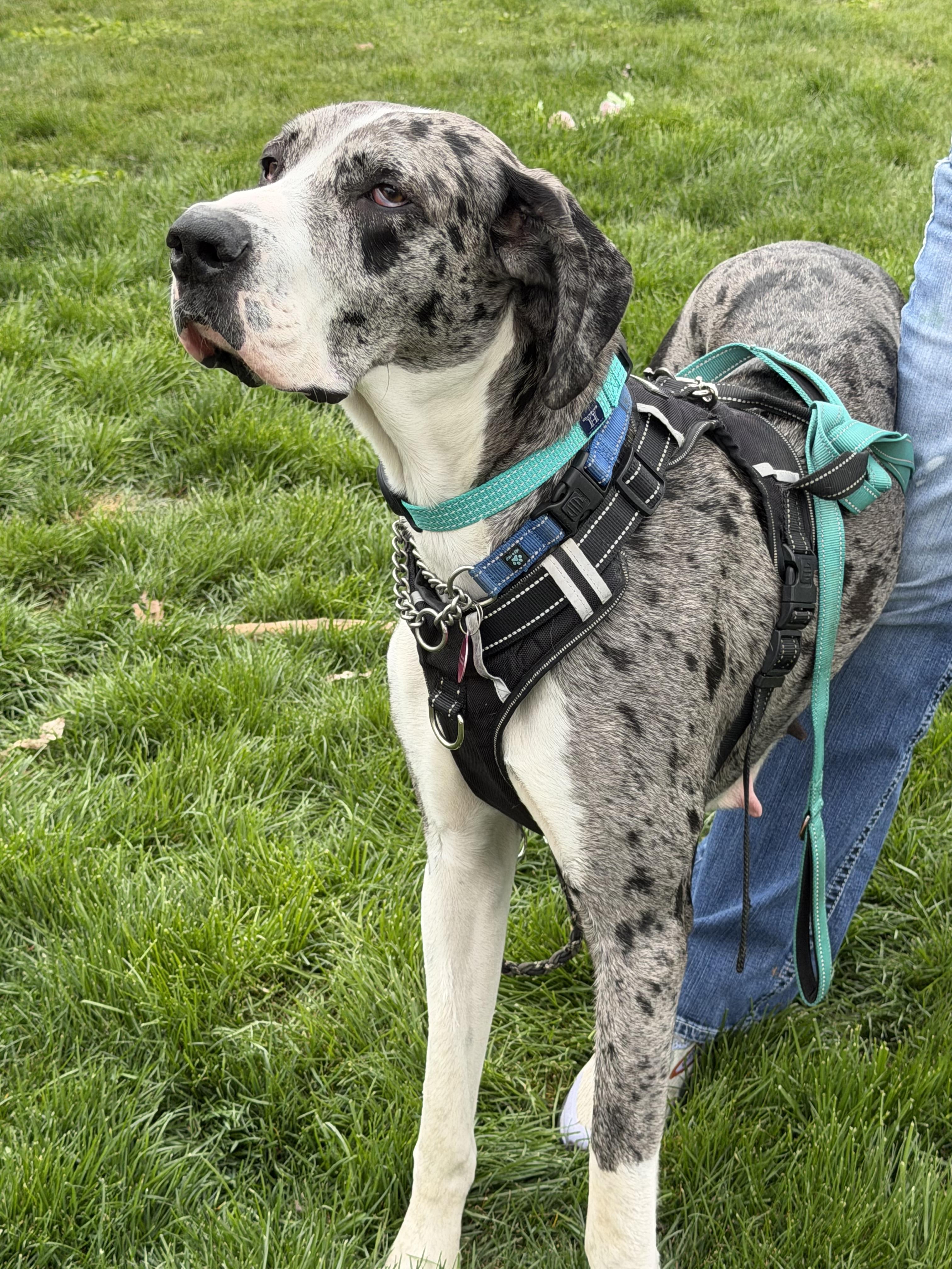 Enlarge Pearl, a Adoptable Great Dane in LEWISTON, ID image 2/4