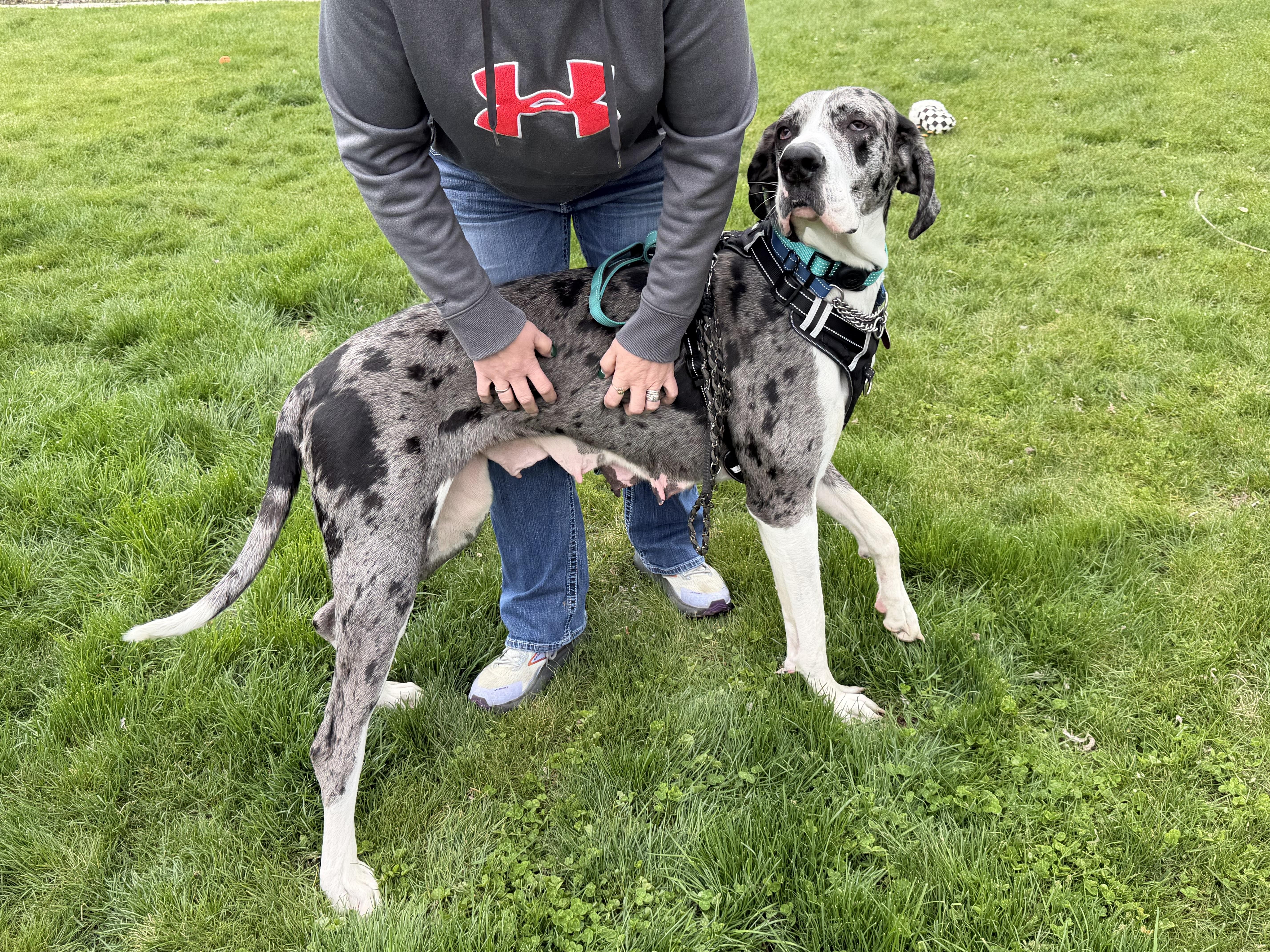 Enlarge Pearl, a Adoptable Great Dane in LEWISTON, ID image 3/4