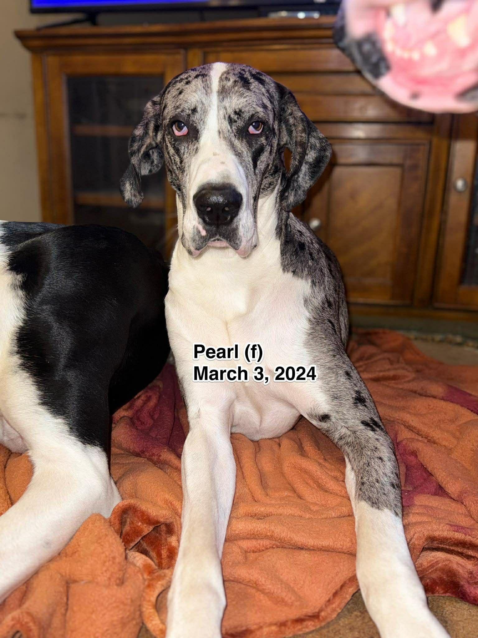 Enlarge Pearl, a Adoptable Great Dane in LEWISTON, ID image 4/4